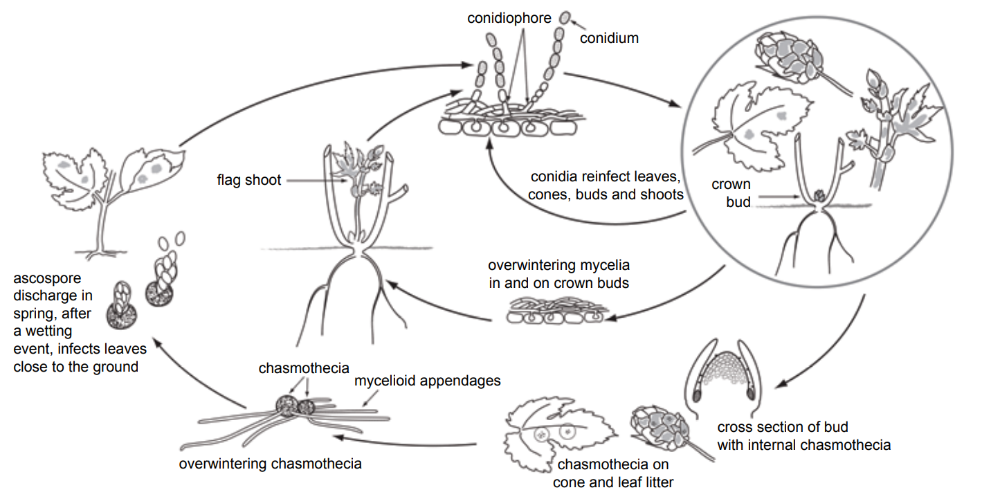 Life cycle diagram